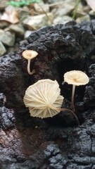 mushrooms.