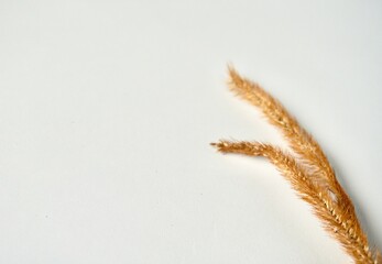 Decorative brown dry foxtail leaves object isolated on horizontal copy spaced white background.