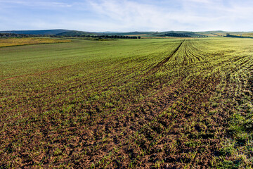 Campo sembrado de trigo en primavera