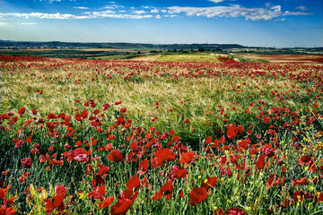 Amapolas en primavera en los campos de Pinto