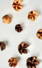 Decorative raw and bleached brown schima wallichii or puspa seed objects isolated on vertical white background.
