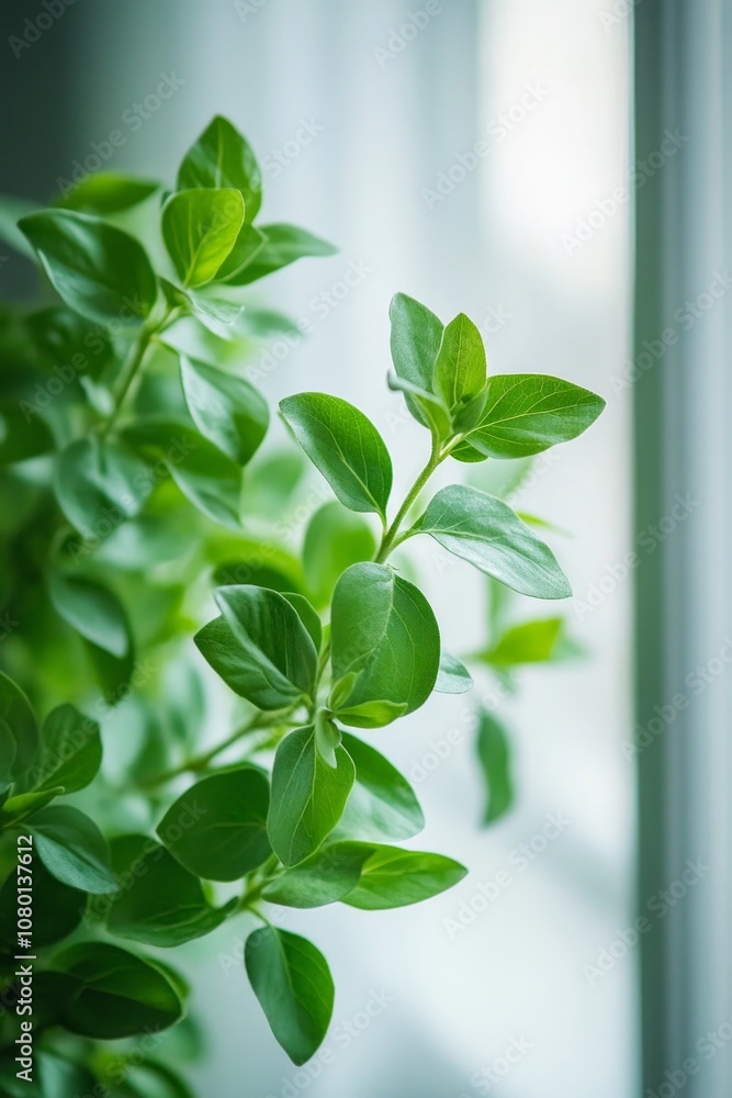 Poster lush green leaves are illuminated by natural light streaming through a window, creating a refreshing