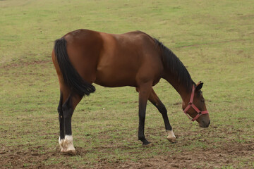 A horse is grazing in a meadow, mare grazing on ranch, animal in countryside pasture.