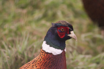 Pheasant in Grass, colourful tail and wings of pheasant in countryside field, wild animal in nature