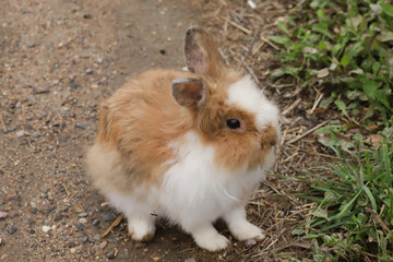 Fluffy Brown Rabbit Resting in Grass, wild animal in rural field, small mammal in countryside