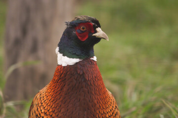Pheasant in Grass, wild animal in countryside, colourful tail and wing