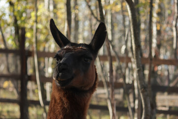 Llama portrait, funny livestock with wool fur, alpaca at zoo feeding