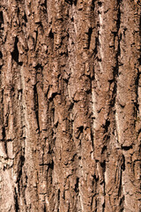Norway maple bark detail