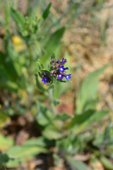 Common bugloss flowers