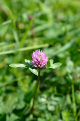 Red clover flower
