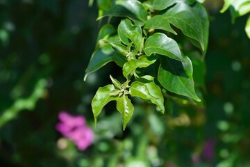 Bougainvillea leaves