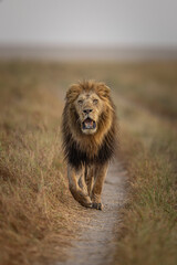 Oloimina
Black Rock boy