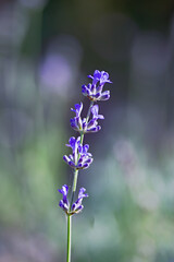 Lavender flower on a natural background. Lavandula angustifolia. Selective focus. Vertical crop.