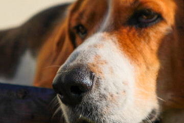A cute dog beagle is lying. Closeup of a beagle's face highlighting its nose