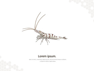 Snow Zebra Shrimp vector art for wall decoration landscape