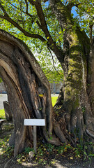 450 year old linden tree on the bank of the Bobr River, Jelenia Gora, Poland © PRO Balance