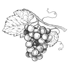 Sketch grape on branch ink graphic illustration, draft silhouette drawing, black on white line art. Botanical vintage etching food design.