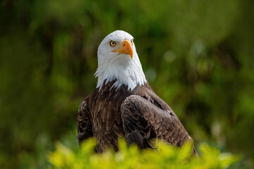 Southern Bald Eagle in rural Ecuador