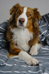 Red tricolor Australian Shepherd is lying in bed at home, covered with a gray and white striped blanket. Charming cute sleepy domestic dog. Pet friendly hotel.