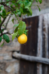 Lemons on the tree. lItalian lemon plantations
