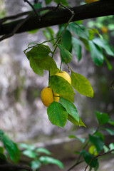 Lemons on the tree. lItalian lemon plantations