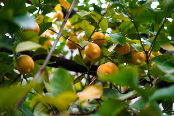 Lemons on the tree. lItalian lemon plantations