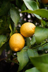 Lemons on the tree. lItalian lemon plantations