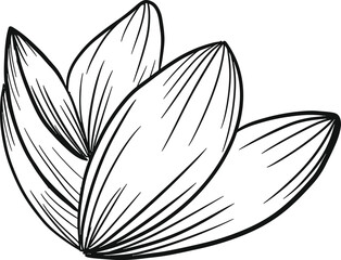 illustration of a flower. lily flower handrawn line vector. wedding decor, botanical, herb, tropical