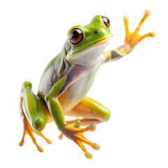 Fototapeta premium Dumpy frog litoria caerulea closeup on branch
