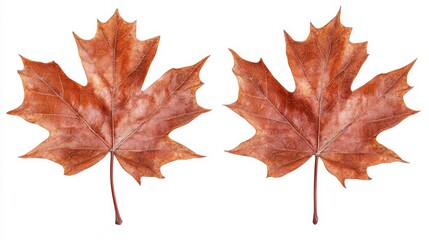 Obraz premium Two leaves of a maple tree are shown in a close up