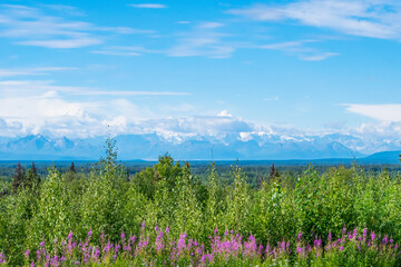 Beautiful Alaska landscape, looking over green forest valley with the McKinley Mountains in the background. Denali Mountains in beautiful sunny, blue skies day, with pink flowers and white clouds.