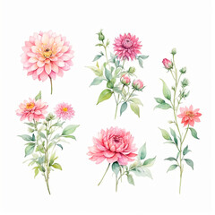 Obraz premium chrysanthemum flowers