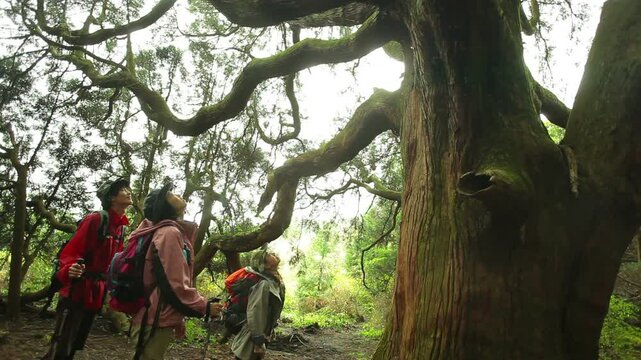 森林の大木を見上げる３人の男女
