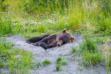 A Big beautiful brown grizzly bear sleeping in a small pit in a green grass meadow with flowers in Alaska, USA