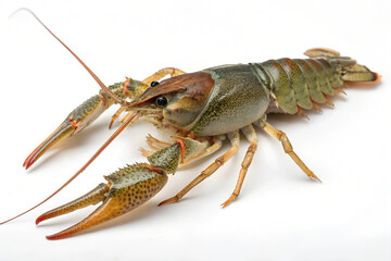 Crayfish on White Background. 