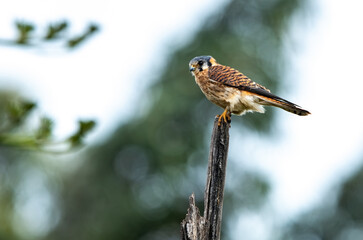 American kestrel in its natural habitat at the equator