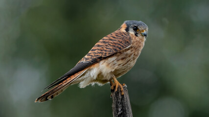 American kestrel in its natural habitat at the equator
