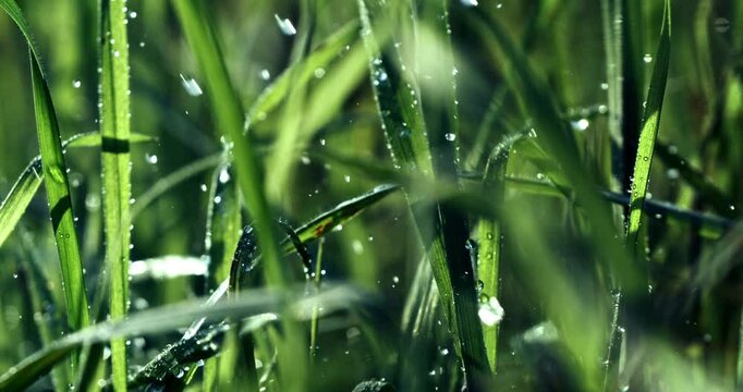 Super slow motion of rain water drops gently watering grass in nature and refreshes natural environment. Green planet and fresh food from the earth.