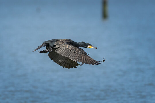 Cormorano
