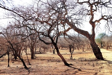 Forest trees, Gir Wildlife Sanctuary, Gujarat, India
