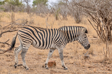 zèbre dans le Parc National Kruger, Afrique du Sud