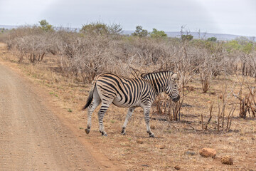 Obraz premium zèbre dans le Parc National Kruger, Afrique du Sud
