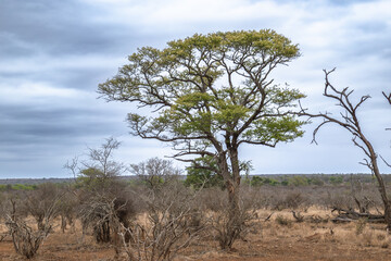 Obraz premium paysage du dans le Parc National Kruger, Afrique du Sud