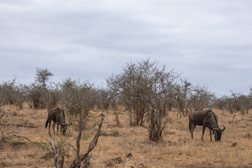 gnou dans le Parc National Kruger, Afrique du Sud