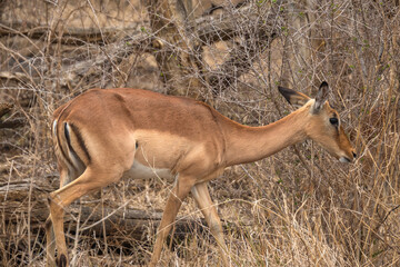 Impala dans le Parc National Kruger, Afrique du Sud