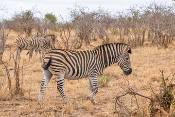 zèbre dans le Parc National Kruger, Afrique du Sud