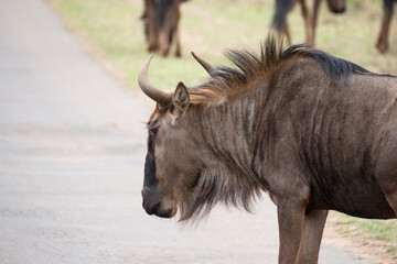 gnou dans le Parc National Kruger, Afrique du Sud