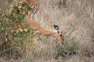 Impala dans le Parc National Kruger, Afrique du Sud