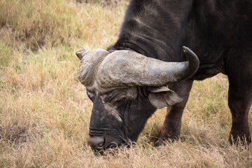 buffle dans le Parc National Kruger, Afrique du Sud