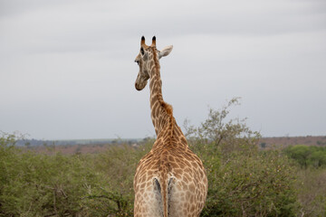 une girafe dans le Parc National Kruger, Afrique du Sud